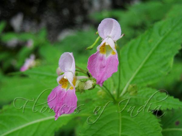 Lax-Flowered Balsam